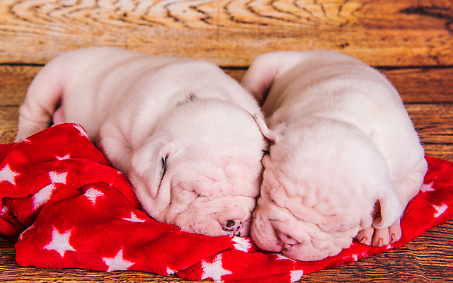 포토 JPG 해외이미지 행복 별 새끼 크리스마스 새로움 실내 사람없음 장식 반려동물 귀여움 잠 개 강아지 보호 불독 해외포토 자연요소 동물 기념일 감정 컨셉 포유류 내부 파일형식 이미지허브