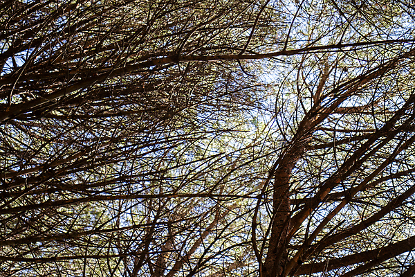 포토 JPG 해외이미지 나무 식물 응시 공원 행복 백그라운드 잎 자연 하늘 휴식 산 건강 풍경 사람없음 야외 목재 치료 초록색 여름 빛 햇빛 태양 환경 맑음 봄 자유 성장 신선 정상 숲 큼 아래 유기농 각도 내추럴 해외포토 자연요소 웰빙 시선 계절 공공시설 감정 컬러 컨셉 재료 의학 날씨 크기 방향 생태계 위치 파일형식 이미지허브