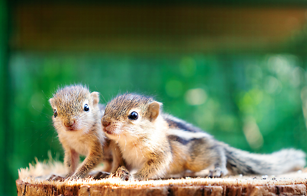 포토 JPG 해외이미지 동물 척추동물 커플 응시 야생동물 포유류 자연 벽지 생물 수염 털 앉기 사람없음 야외 목재 초록색 뷰티 갈색 성장 나뭇가지 아기 황무지 설치류 작음 모피 호기심 꼬리 다람쥐 통나무 솜털 서식지 내추럴 해외포토 나무 시선 감정 컬러 컨셉 재료 관계 모션 사람 크기 생태계 파일형식 이미지허브