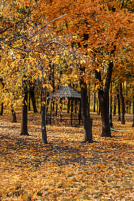 포토 JPG 해외이미지 백그라운드 낙엽 단풍나무 사람없음 야외 갈색 숲 해외포토 나무 컬러 단풍 잎 파일형식 이미지허브