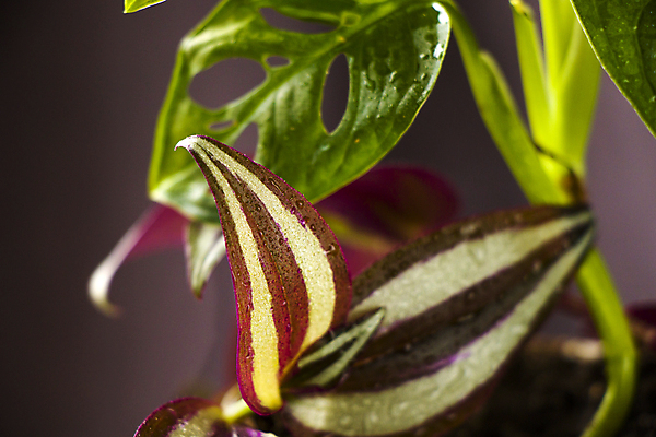 포토 JPG 해외이미지 나무 식물 꽃 화초 백그라운드 잎 자연 회색배경 아파트 건강 사람없음 야외 초록색 여름 뷰티 새싹 정원 놀이방 성장 신선 냄비 오브젝트 유기농 질감 내추럴 땅바닥 그리너리 해외포토 웰빙 계절 컬러 바닥 주택 회색 솥 생태계 파일형식 트랜드컬러 이미지허브