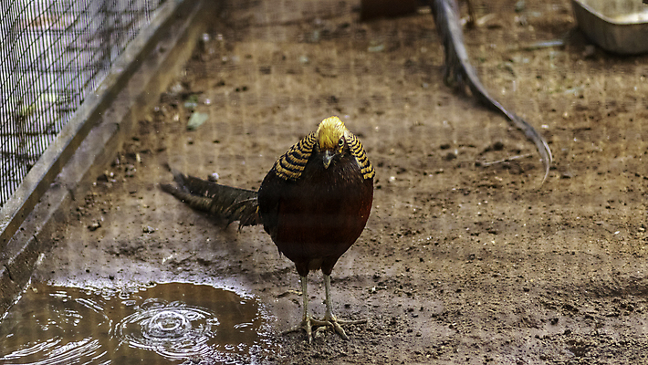 포토 JPG 해외이미지 전신 남자 야생동물 백그라운드 오렌지 자연 조류 동물원 사람없음 빨간색 빛 컬러풀 뷰티 노란색 검은색 중국 활발 게임 황금 우아함 깃털 꼬리 부리 솜털 꿩 강렬 고립 이국적 해외포토 동물 아시아 컬러 컨셉 과일 놀이 사람 생태계 파일형식 이미지허브