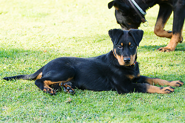 포토 JPG 해외이미지 동물 행복 백그라운드 포유류 자연 경비 사람없음 야외 반려동물 갈색 검은색 양치기 우아함 개 강아지 송곳니 프랑스어 기르기 유래 해외포토 직업 문자 감정 컬러 컨셉 안전 치아 보호 생태계 돌봄 파일형식 이미지허브