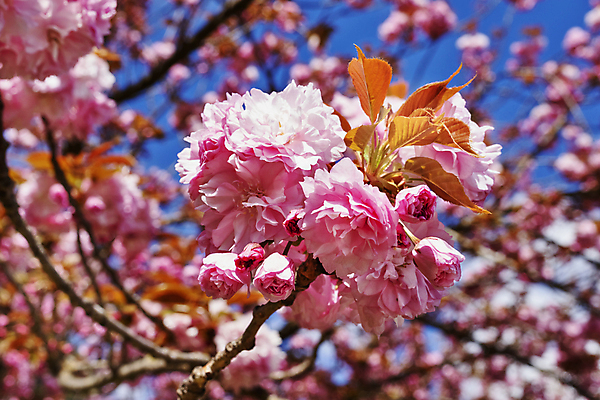 포토 JPG 해외이미지 나무 식물 계절 공원 꽃잎 꽃 로우앵글 줄기 분홍색 백그라운드 잎 자연 하늘 사람없음 야외 햇빛 뷰티 정원 맑음 봄 성장 벚꽃 나뭇가지 신선 개화 체리 내추럴 해외포토 공공시설 뷰포인트 컬러 과일 날씨 태양 생태계 파일형식 이미지허브
