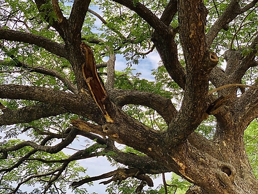 포토 JPG 해외이미지 나무 식물 계절 공원 잎 자연 하늘 사람없음 야외 목재 초록색 햇빛 환경 봄 성장 나뭇가지 숲 큼 관목 나무껍질 내추럴 옛날 해외포토 공공시설 컬러 재료 태양 껍질 크기 생태계 파일형식 이미지허브