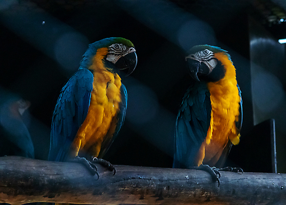 포토 JPG 해외이미지 야생동물 백그라운드 날개 조류 동물원 앉기 사람없음 파란색 반려동물 컬러풀 노란색 활발 나뭇가지 깃털 부리 앵무새 리빙 강렬 이국적 잉꼬 지능 해외포토 멸종위기종 나무 동물 컬러 컨셉 모션 파일형식 이미지허브