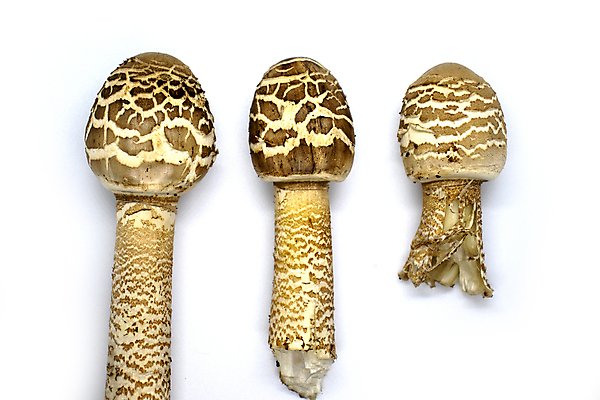 포토 JPG 해외이미지 음식 줄기 우산 전구 자연 산 요리 사람없음 목재 여름 갈색 버섯 성장 가을 흰색 신선 반지 점 닫기 맛 숲 큼 양산 발견 내추럴 고립 땅바닥 채식주의자 캡모자 해외포토 나무 식물 모자_잡화 계절 컬러 컨셉 재료 장신구 모션 바닥 크기 생태계 채식 파일형식 이미지허브