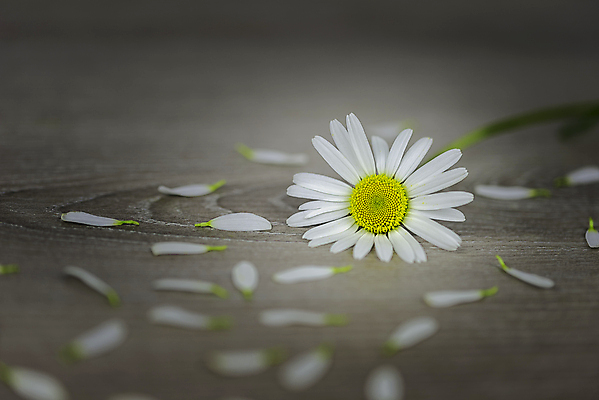 포토 JPG 해외이미지 모양 식물 1 디자인 꽃잎 꽃 백그라운드 컨셉 꽃무늬 자연 사람없음 목재 장식 가로 여름 빛 뷰티 노란색 머리 우주 봄 벚꽃 흰색 신선 개화 묘사 싱글 질감 데이지 내추럴 해외포토 나무 계절 컬러 무늬 재료 신체부위 생태계 파일형식 이미지허브