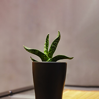 포토 JPG 해외이미지 식물 디자인 꽃 화초 백그라운드 컨셉 잎 꽃무늬 패턴 자연 탁자 선인장 주택 선물 사람없음 내부 옆모습 장식 초록색 사무실 정원 검은색 봄 성장 흰색 신선 도자기 냄비 정상 작음 수집 질감 날카로움 내추럴 고립 알로에 해외포토 계절 뷰포인트 컬러 가구 무늬 비즈니스 건물 솥 크기 생태계 파일형식 이미지허브