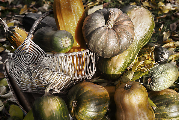 포토 JPG 해외이미지 계절 음식 백그라운드 잎 밭 농업 채소 오렌지 재료 자연 호박 건강 종류 사람없음 야외 장식 가로 초록색 농작물 컬러풀 농장 할로윈 가을 시골 그룹 시장 큼 유기농 추수감사절 스쿼시 건강식 10월 내추럴 숙성 주키니 채식주의자 많음 해외포토 식물 웰빙 산업 기독교 스포츠 컬러 컨셉 과일 구기 날짜 크기 생태계 채식 파일형식 이미지허브