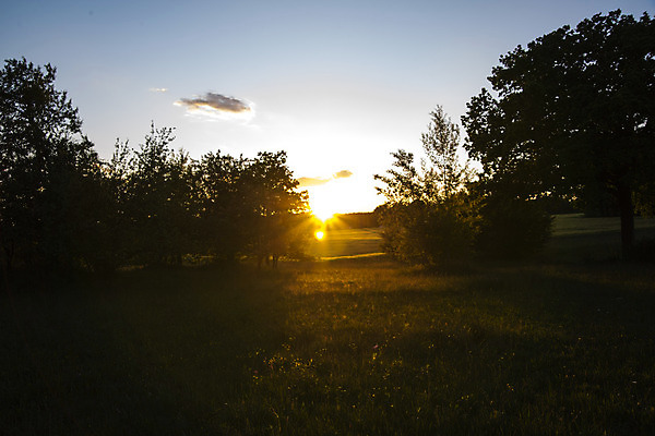포토 JPG 해외이미지 나무 식물 계절 따뜻함 종류 사람없음 목재 여름 빛 햇빛 태양 다양 뜨거움 티켓 숲 심볼 소재 삼림지대 해외포토 자연요소 다수 재료 파일형식 이미지허브