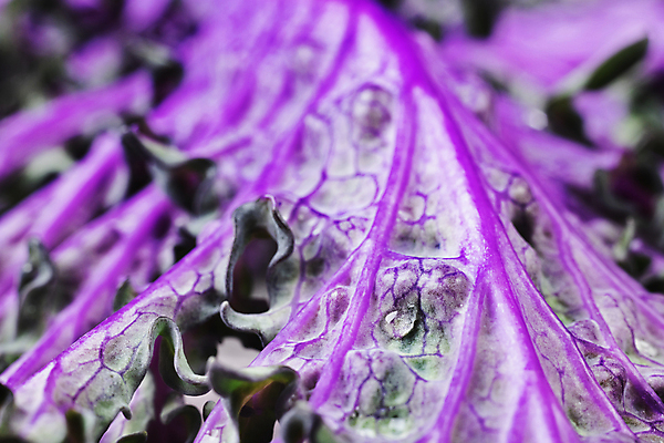 포토 JPG 해외이미지 스튜디오촬영 식물 계절 음식 잎 다이어트 채소 재료 자연 추상 사람없음 초록색 성장 신선 맛 먹기 묘사 유기농 생물학 양배추 날것 건강식 내추럴 식용 채식주의자 케일 디톡스 세련 해외포토 웰빙 교육 컬러 컨셉 무늬 모션 실내 건강 생태계 채식 파일형식 이미지허브