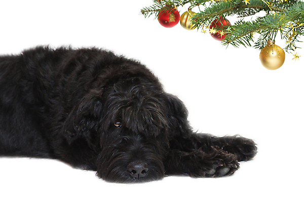 포토 JPG 해외이미지 나무 동물 디자인 백그라운드 크리스마스 포유류 휴가 사람없음 초록색 반려동물 크리스마스트리 검은색 나뭇가지 개 모피 송곳니 거짓말 기르기 유래 해외포토 식물 기념일 컬러 치아 돌봄 파일형식 이미지허브