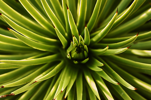 포토 JPG 해외이미지 모양 식물 백그라운드 잎 패턴 자연 사람없음 장식 초록색 활발 성장 가시 묘사 보케 상록수 고슴도치 고립 얇은 환상 많음 해외포토 컬러 컨셉 무늬 포유류 생태계 파일형식 이미지허브