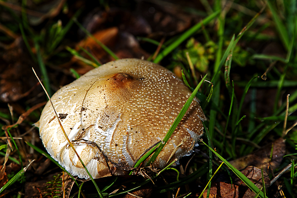 포토 JPG 해외이미지 식물 지구 음식 다이어트 채소 재료 자연 추상 건강 요리 사람없음 목재 뷰티 갈색 주방 버섯 성장 가을 신선 맛 매끈함 숲 먹기 묘사 유기농 질감 날것 내추럴 곰팡이 식용 채식주의자 비건 해외포토 나무 웰빙 계절 컬러 컨셉 무늬 모션 감각 생태계 채식 파일형식 이미지허브