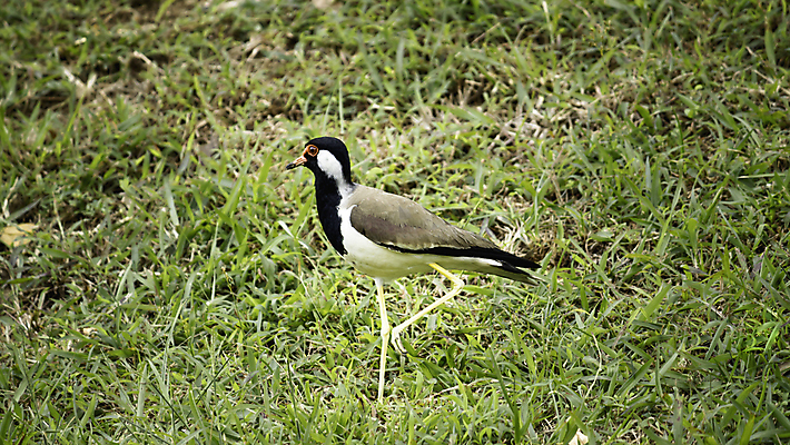 포토 JPG 해외이미지 동물 응시 공원 야생동물 밭 날개 자연 조류 사람없음 야외 빨간색 초록색 물 컬러풀 환경 검은색 황무지 사파리 손목시계 엮은 해외포토 자연요소 시선 공공시설 시계 컬러 농업 장신구 생태계 파일형식 이미지허브