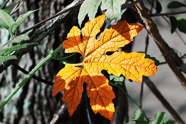 포토 JPG 해외이미지 나무 식물 전통 디자인 계절 줄기 백그라운드 단풍 잎 농업 채소 오렌지 재료 벽지 건강 사람없음 초록색 빛 컬러풀 갈색 노란색 정원 활발 흰색 신선 황금 멜론 유기농 질감 포도나무 박 10월 내추럴 강렬 고립 깊이 채식주의자 억울 해외포토 웰빙 감정 산업 컬러 컨셉 과일 날짜 과일나무 채식 파일형식 이미지허브