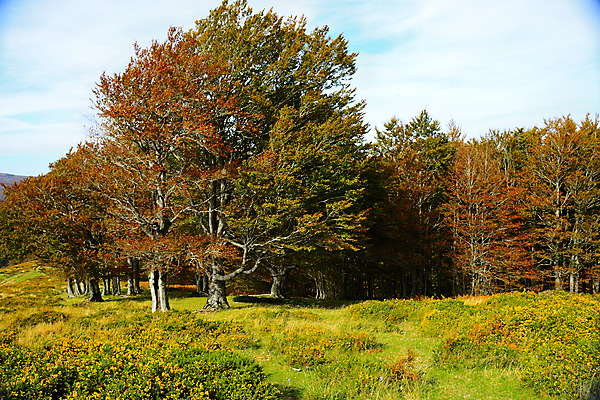 포토 JPG 해외이미지 나무 식물 계절 공원 백그라운드 잎 오렌지 자연 하늘 산 풍경 사람없음 야외 목재 빨간색 초록색 파란색 컬러풀 뷰티 갈색 노란색 환경 계곡 가을 시골 황금 보호 숲 장면 10월 내추럴 해외포토 공공시설 컬러 컨셉 과일 재료 날짜 생태계 파일형식 이미지허브