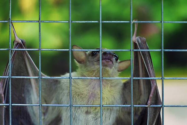 포토 JPG 해외이미지 나무 동물 1 응시 유럽 야생동물 백그라운드 날개 포유류 매달리기 사람없음 건물 목재 초록색 갈색 머리 검은색 어둠 프랑스 나뭇가지 잠 동굴 야간 생태계 사냥 귀 박쥐 흡혈귀 동물상 식민지 편자 해외포토 자연요소 식물 건축물 시선 나라 컬러 재료 모션 신체부위 조형물 말발굽 파일형식 이미지허브