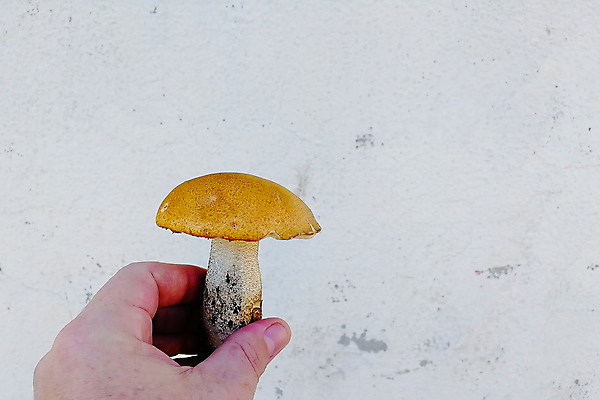 포토 JPG 해외이미지 식물 손 계절 남자 음식 백그라운드 자연 건강 사람 사람없음 야외 목재 초록색 갈색 버섯 수확 흰색 신선 잡기 선택 숲 수집 유기농 사냥 내추럴 곰팡이 그물버섯 식용 채식주의자 캡모자 해외포토 나무 모자_잡화 웰빙 컬러 컨셉 농업 재료 모션 신체부위 생태계 채식 파일형식 이미지허브