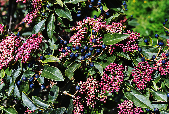 포토 JPG 해외이미지 나무 식물 계절 열매 꽃 백그라운드 낙엽 잎 꽃무늬 자연 사람없음 야외 빨간색 초록색 컬러풀 정원 봄 나뭇가지 관목 원예 향기 상록수 일요일 해외포토 컬러 무늬 취미 생태계 냄새 요일 파일형식 이미지허브