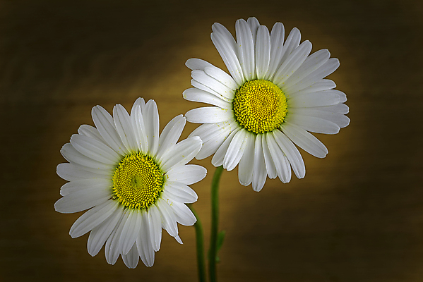 포토 JPG 해외이미지 모양 식물 디자인 계절 꽃잎 꽃 백그라운드 컨셉 2 꽃무늬 자연 사람없음 목재 장식 가로 빛 노란색 머리 우주 봄 벚꽃 흰색 신선 개화 묘사 질감 데이지 내추럴 해외포토 나무 컬러 무늬 재료 신체부위 생태계 파일형식 이미지허브