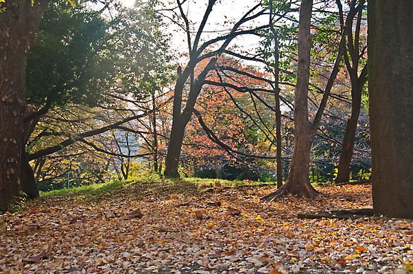 포토 JPG 해외이미지 나무 식물 공원 지구 백그라운드 단풍 잎 오렌지 벽지 사람없음 야외 빨간색 빛 태양 노란색 일본 침묵 추위 도쿄 명상 내추럴 땅바닥 해외포토 자연요소 공공시설 아시아 컬러 과일 바닥 소리 파일형식 이미지허브