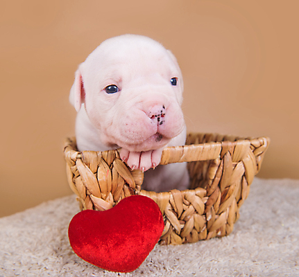 포토 JPG 해외이미지 새끼 크리스마스 실내 사랑 앉기 사람없음 반려동물 바구니 하트 개 강아지 불독 해외포토 모양 동물 기념일 감정 포유류 모션 내부 파일형식 이미지허브