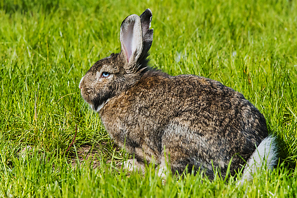 포토 JPG 해외이미지 동물 야생동물 밭 포유류 자연 부활절 털 육류 잔디 사람없음 야외 초록색 반려동물 약 농장 봄 화장품 회색 시험 자유 시골 토끼 보호 큼 먹기 경계 확인 호기심 귀 솜털 내추럴 양모 동물상 마약 비건 해외포토 식물 계절 교육 기념일 감정 컬러 컨셉 농업 식재료 의학 모션 신체부위 조형물 뷰티 직물 크기 생태계 채식주의자 파일형식 이미지허브