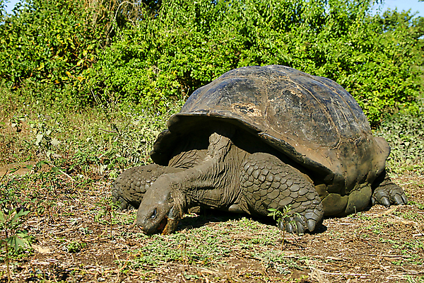 포토 JPG 해외이미지 동물 야생동물 파충류 자연 국립공원 사람없음 초록색 환경 미국 다양 세계문화유산 거북이 보호 생태계 생물학 에콰도르 갈라파고스 서식지 동물상 무료 보호구역 생태학 해외포토 공원 교육 컬러 다수 컨셉 북아메리카 조형물 문화재 남아메리카 구역 파일형식 이미지허브