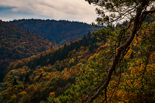 포토 JPG 해외이미지 나무 식물 계절 공원 여행 잎 밭 오렌지 자연 산 국립공원 사람없음 컬러풀 노란색 마을 환경 하이킹 나뭇가지 시골 황금 숲 오솔길 오르기 천국 10월 다뉴브강 방법 해외포토 공공시설 길 컬러 농업 과일 모션 레저 날짜 생태계 파일형식 이미지허브