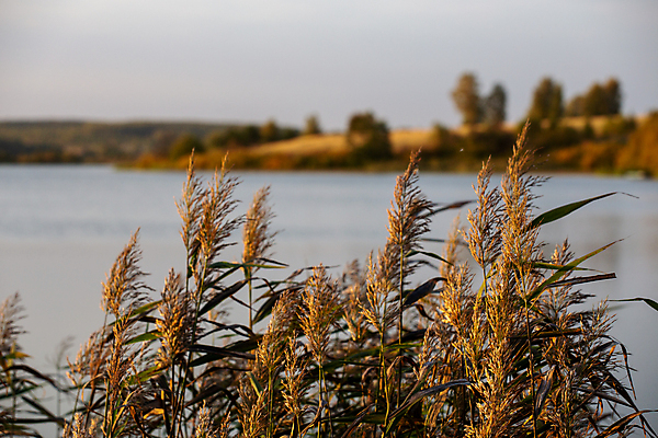 포토 JPG 해외이미지 주간 호수 갈대 사람없음 야외 햇빛 고요 가을 소프트포커스 해외포토 자연요소 식물 계절 촬영기법 태양 파일형식 이미지허브