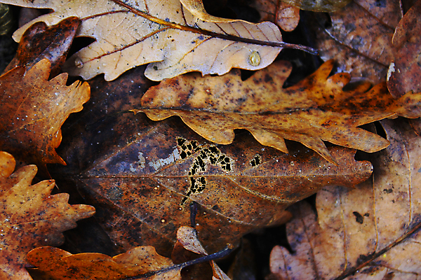 포토 JPG 해외이미지 나무 식물 디자인 계절 공원 여행 백그라운드 잎 패턴 오렌지 자연 벽지 추상 휴가 사람없음 야외 빨간색 초록색 빛 컬러풀 햇빛 태양 뷰티 갈색 노란색 환경 정원 성장 광선 흰색 신선 숲 질감 보케 10월 내추럴 떠남 조지아 해외포토 자연요소 공공시설 컬러 무늬 과일 모션 날짜 생태계 동유럽 파일형식 이미지허브
