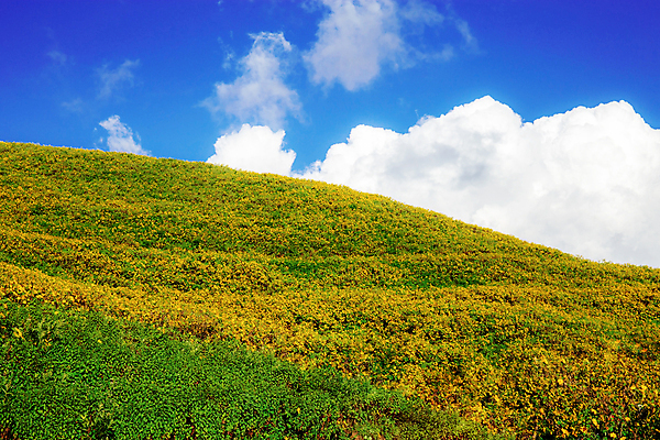 포토 JPG 해외이미지 나무 식물 계절 공원 꽃 아시아 여행 백그라운드 겨울 밭 태국 자연 벽지 하늘 산 동양인 잔디 사람없음 야외 초록색 파란색 컬러풀 햇빛 노란색 환경 정원 계곡 벚꽃 언덕 내추럴 해외포토 공공시설 나라 컬러 농업 인종 태양 생태계 파일형식 이미지허브