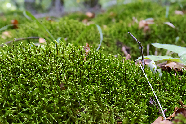 포토 JPG 해외이미지 식물 공원 야생동물 백그라운드 자연 이끼 풍경 사람없음 장식 초록색 빛 컬러풀 햇빛 농장 평화 일출 환경 정원 맑음 일몰 하이킹 성장 가을 황무지 닫기 숲 작음 수분 땅 질감 장면 내추럴 땅바닥 생태학 심기 해외포토 동물 계절 공공시설 교육 컬러 컨셉 농업 모션 레저 날씨 바닥 태양 노을 크기 생태계 파일형식 이미지허브