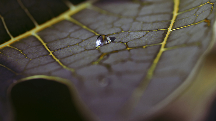 포토 JPG 해외이미지 나무 식물 백그라운드 잎 자연 아침 추상 사람없음 야외 초록색 물 빛 뷰티 환경 정원 봄 거품 젖음 성장 흰색 물방울 신선 투명 액체 닫기 떨어짐 이슬 빗방울 순수 묘사 유기농 질감 정맥 내추럴 고립 해외포토 주간 자연요소 웰빙 계절 컬러 컨셉 무늬 모션 비_날씨 생태계 혈관 파일형식 이미지허브