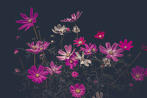 포토 JPG 해외이미지 식물 디자인 꽃잎 꽃 분홍색 꽃다발 백그라운드 꽃무늬 패턴 자연 열쇠 발렌타인데이 사랑 사람없음 내부 장식 뷰티 노란색 머리 정원 보라색 검은색 어둠 봄 벚꽃 나뭇가지 신선 개화 난초 다발 제비꽃 질감 내추럴 고립 작약 파스텔톤 스타일 해외포토 나무 계절 감정 컬러 무늬 데이이벤트 신체부위 생태계 파일형식 이미지허브