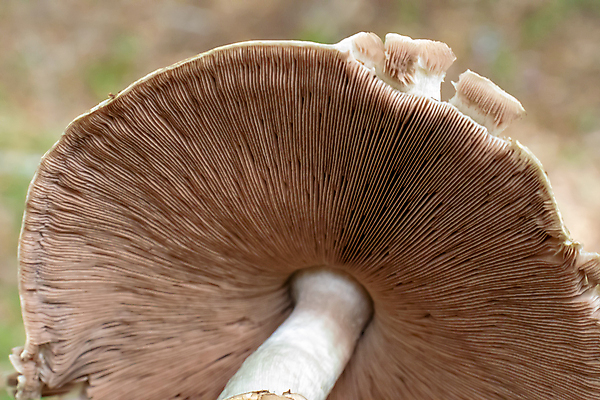 포토 JPG 해외이미지 식물 계절 음식 줄기 백그라운드 채소 자연 하늘 산 바닥 그림자 사람없음 가로 초록색 여름 파란색 빛 햇빛 태양 갈색 노란색 환경 스크린 버섯 흰색 신선 반지 황무지 센터 숲 볼터치 아래 묘사 질감 양산 밀짚 내추럴 고립 블러 캡모자 해외포토 자연요소 모자_잡화 컬러 장신구 화장 짚 방향 생태계 위치 파일형식 이미지허브