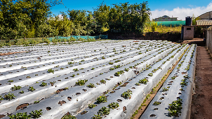 포토 JPG 해외이미지 식물 열매 산업 음식 잎 밭 농업 과일 딸기 실내 건강 사람없음 빨간색 초록색 농작물 농장 농경지 장비 수확 성장 시골 신선 업무 그룹 달콤 수집 유기농 먼지 밭일 숙성 심기 온실 원예사 세련 해외포토 직업 웰빙 컬러 모션 내부 작업 맛 파일형식 이미지허브