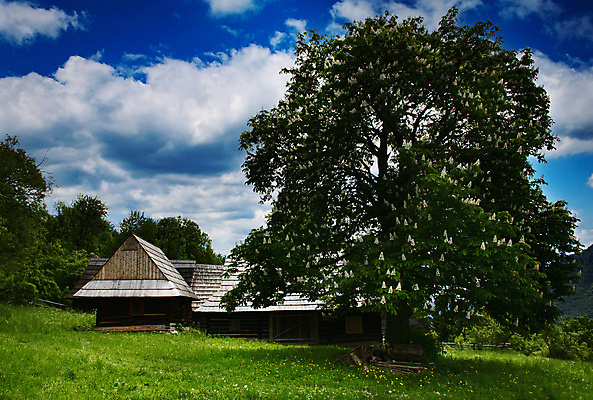 포토 JPG 해외이미지 나무 공원 꽃 유럽 도로 여행 밭 건축양식 자연 하늘 주택 풍경 사람없음 야외 건물 목재 초록색 컬러풀 농가 농장 맑음 봄 시골 숲 오두막 언덕 시골집 통나무 고립 슬로바키아 옛날 해외포토 식물 건축물 계절 공공시설 건축 나라 길 컬러 농업 재료 교통시설 날씨 생태계 파일형식 이미지허브