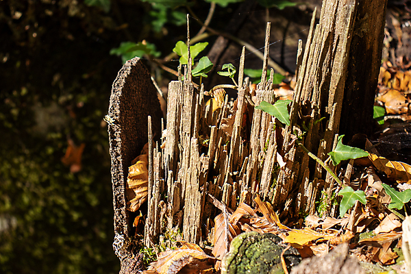 포토 JPG 해외이미지 나무 공원 백그라운드 자연 날씨 산 사람없음 야외 목재 초록색 갈색 환경 손상 가을 죽음 원형 끝 닫기 떨어짐 숲 위험 번개 자르기 나무껍질 내추럴 깨짐 뇌우 수목 썩음 해외포토 도형 식물 계절 공공시설 컬러 컨셉 재료 모션 껍질 생태계 파일형식 이미지허브