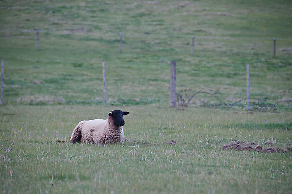 포토 JPG 해외이미지 동물 계절 유럽 밭 농업 포유류 자연 하늘 영국 산 풍경 사람없음 야외 초록색 여름 농장 농경지 마을 가축 침묵 봄 안개 가을 흰색 시골 양 그룹 저녁 숲 방목 언덕 양고기 흐림 내추럴 양모 밭일 스코틀랜드 해외포토 나라 산업 컬러 날씨 육류 소리 직물 축산업 야간 생태계 파일형식 이미지허브