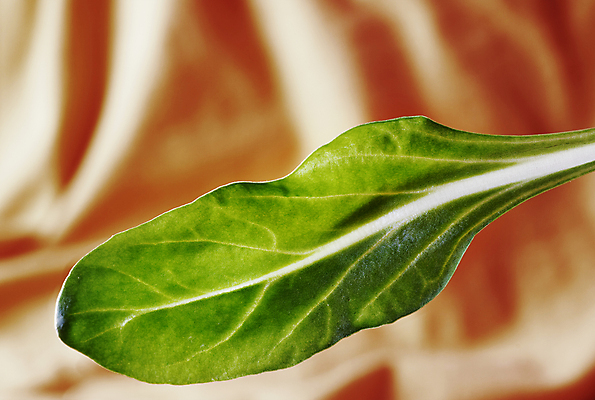 포토 JPG 해외이미지 스튜디오촬영 계절 음식 줄기 백그라운드 잎 농업 다이어트 채소 오렌지 재료 자연 건강 요리 사람없음 초록색 식사 흰색 신선 맛 유기농 날것 건강식 내추럴 비트 생식 채식주의자 비건 해외포토 식물 웰빙 산업 컬러 컨셉 과일 실내 생태계 채식 파일형식 이미지허브