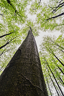 포토 JPG 해외이미지 나무 식물 계절 공원 실루엣 유럽 백그라운드 잎 자연 하늘 날씨 왕관 풍경 사람없음 야외 목재 세로 초록색 환경 봄 성장 흰색 나뭇가지 시골 그룹 정상 숲 큼 장면 나무껍질 내추럴 해외포토 공공시설 나라 컬러 재료 촬영기법 껍질 크기 생태계 파일형식 이미지허브