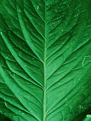 포토 JPG 해외이미지 나무 식물 디자인 계절 선 과학 백그라운드 잎 패턴 자연 추상 프레임 미술 사람없음 초록색 환경 정원 수확 성장 가을 신선 묘사 유기농 질감 생물학 정맥 내추럴 광합성 생태학 해외포토 웰빙 교육 컬러 무늬 농업 문화예술 생태계 혈관 파일형식 이미지허브