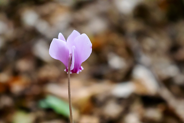 포토 JPG 해외이미지 식물 계절 공원 꽃 줄기 분홍색 꽃다발 백그라운드 잎 밭 자연 산 주택 풍경 이벤트 사람없음 장식 여름 빛 컬러풀 뷰티 정원 보라색 봄 들꽃 벚꽃 그룹 닫기 숲 작음 자주색 제비꽃 오브젝트 내추럴 고립 땅바닥 많음 해외포토 공공시설 컬러 컨셉 농업 모션 바닥 건물 크기 생태계 파일형식 이미지허브