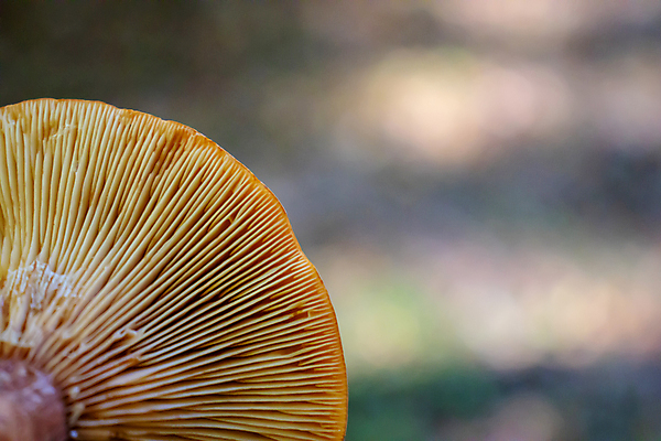 포토 JPG 해외이미지 식물 계절 음식 줄기 백그라운드 채소 자연 하늘 산 바닥 그림자 사람없음 가로 초록색 여름 파란색 빛 햇빛 태양 갈색 노란색 환경 스크린 버섯 흰색 신선 반지 황무지 센터 숲 볼터치 아래 묘사 질감 양산 밀짚 내추럴 고립 블러 캡모자 해외포토 자연요소 모자_잡화 컬러 장신구 화장 짚 방향 생태계 위치 파일형식 이미지허브