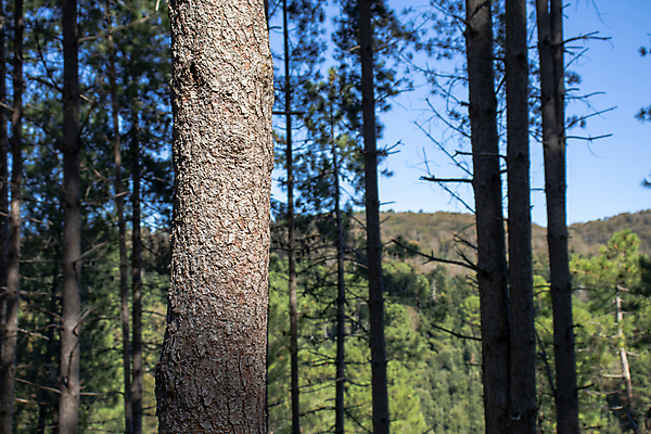 포토 JPG 해외이미지 나무 식물 공원 야생동물 백그라운드 잎 자연 하늘 아침 날씨 파노라마 이끼 풍경 사람없음 야외 목재 초록색 빛 햇빛 태양 일출 맑음 활발 성장 가을 나뭇가지 시골 소나무 숲 큼 상록수 내추럴 생태학 가문비나무 해외포토 주간 자연요소 동물 계절 공공시설 교육 컬러 컨셉 재료 촬영기법 노을 크기 생태계 파일형식 이미지허브