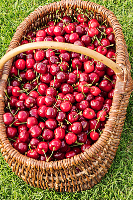 포토 JPG 해외이미지 열매 음식 백그라운드 잎 농업 다이어트 과일 자연 디저트 건강 사람없음 목재 빨간색 초록색 바구니 정원 흰색 신선 체리 그룹 달콤 맛 먹기 가득함 유기농 날것 내추럴 숙성 채식주의자 해외포토 나무 식물 웰빙 산업 컬러 컨셉 재료 모션 생태계 채식 파일형식 이미지허브