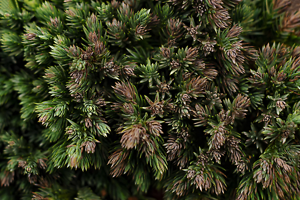 포토 JPG 해외이미지 나무 식물 계절 공원 행복 백그라운드 잎 크리스마스 겨울 패턴 자연 벽지 하늘 휴가 새로움 사람없음 장식 초록색 여름 파란색 빛 놀람 봄 추위 흰색 나뭇가지 소나무 화려 숲 12월 연도 솔방울 상록수 침엽수 전나무 원뿔 내추럴 고립 가문비나무 해외포토 도형 공공시설 기념일 감정 컬러 컨셉 무늬 표정 날짜 생태계 파일형식 이미지허브